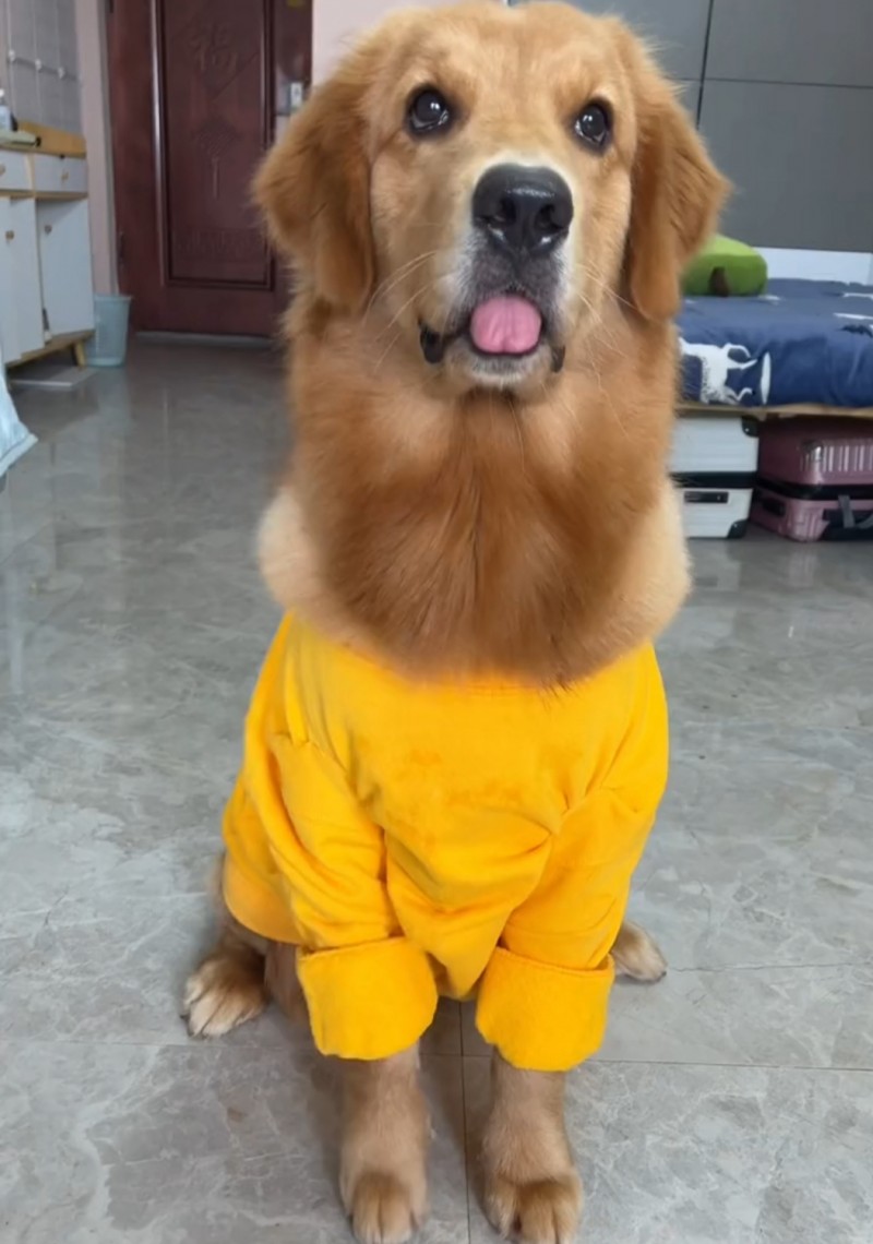 旧衣服改造狗狗衣服教程