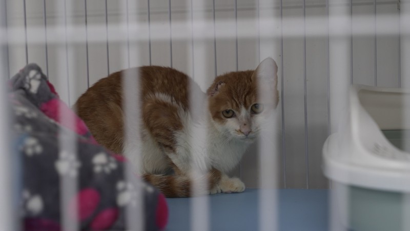 20221012_C0427.00_00_08_42.Still001