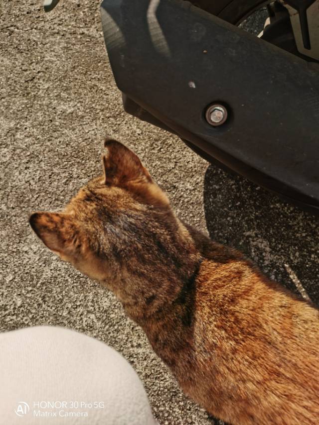 喂流浪动物一口粮