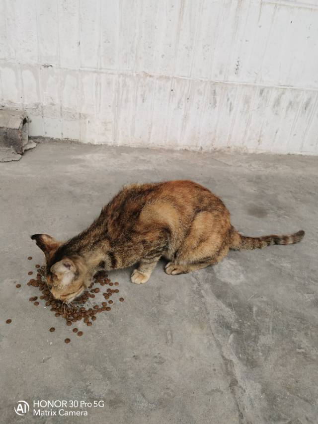 喂流浪动物一口粮