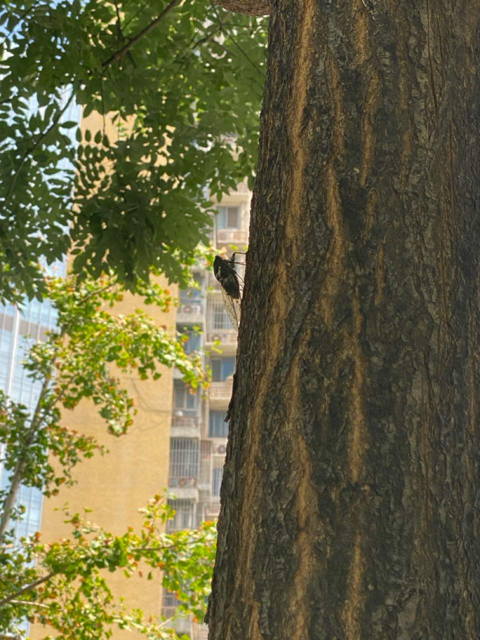 七嘴八舌